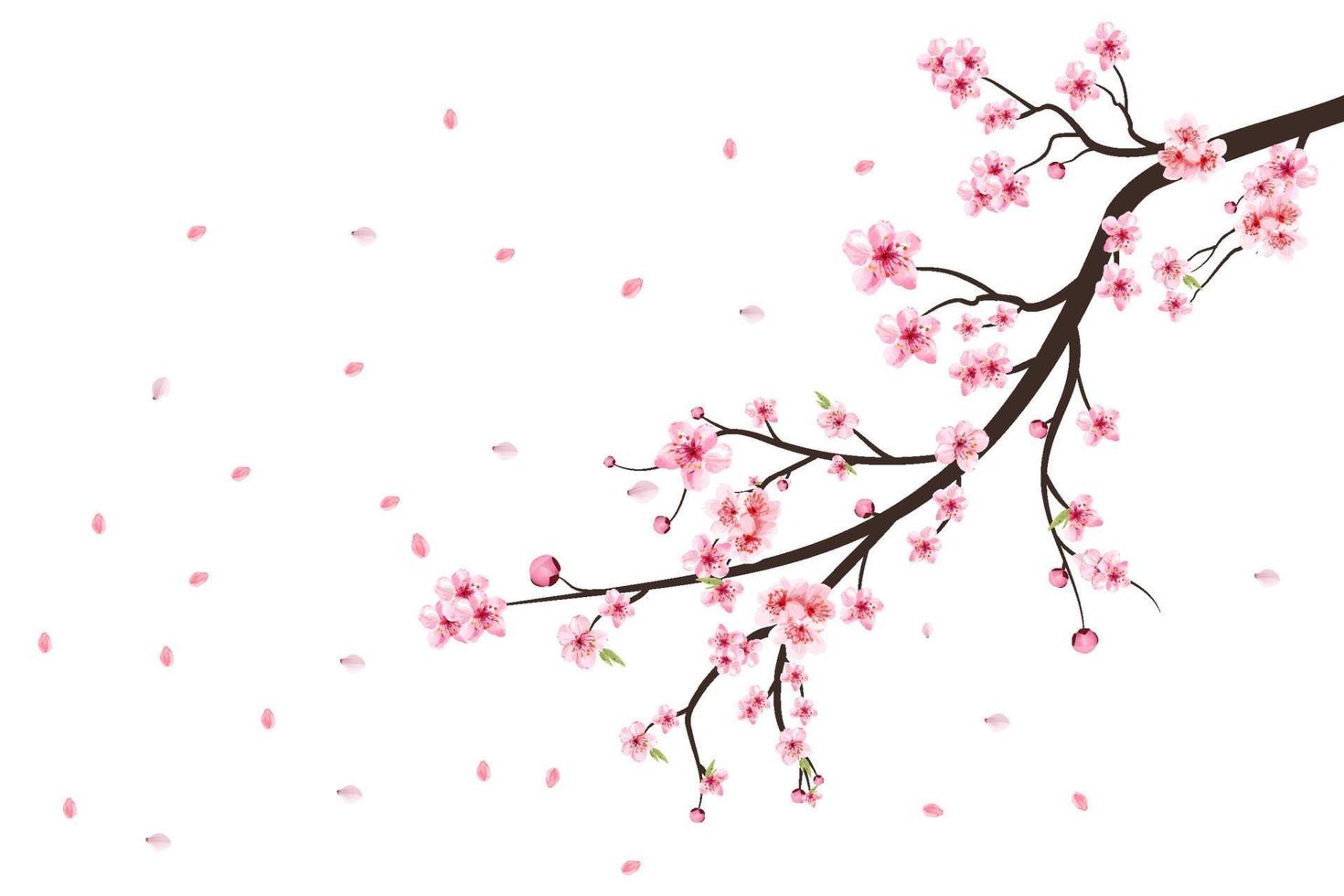 blühender Vektor der Kirschblütenblume. rosa Sakura-Blumenhintergrund. Aquarell Kirschblütenvektor. Kirschblütenzweig mit Sakura-Blume. Kirschblüte auf weißem Hintergrund. Aquarell Kirschknospe.