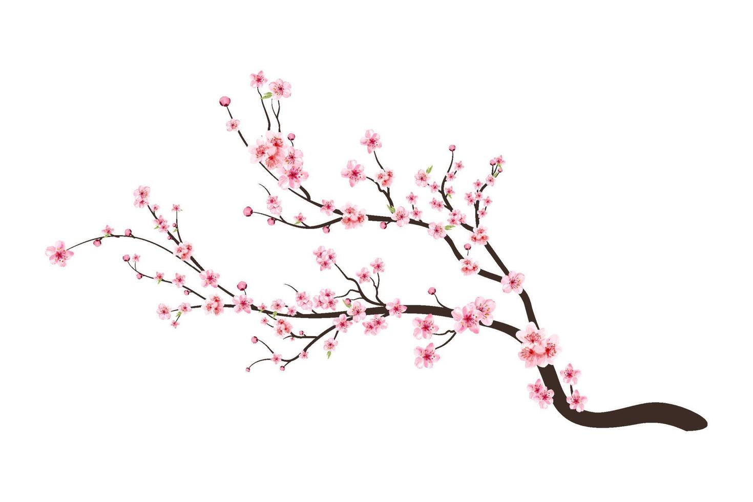 blühender Vektor der Kirschblütenblume. rosa Sakura-Blumenhintergrund. Kirschblüte auf weißem Hintergrund. Aquarell Kirschknospe. Kirschblütenzweig mit Sakura-Blume. Aquarell Kirschblütenvektor.