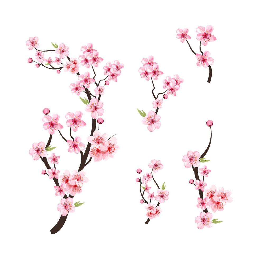 Aquarell Kirschblütenvektor. blühender Vektor der Kirschblütenblume. rosa Sakura-Blumenhintergrund. Kirschblütenzweig mit Sakura-Blume. Kirschblüte auf weißem Hintergrund. Aquarell Kirschknospe.
