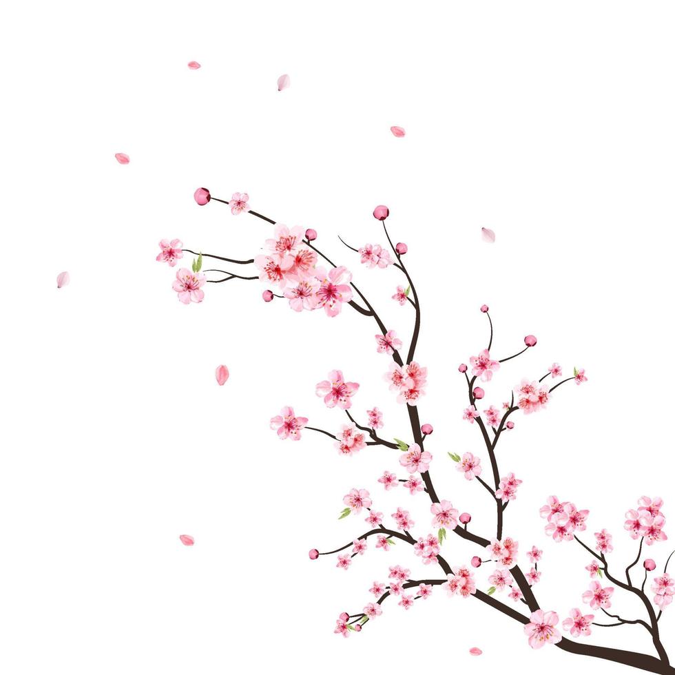 Aquarell Kirschblütenvektor. Kirschblüte auf weißem Hintergrund. Aquarell Kirschknospe. Kirschblütenzweig mit Sakura-Blume. blühender Vektor der Kirschblütenblume. rosa Sakura-Blumenhintergrund.