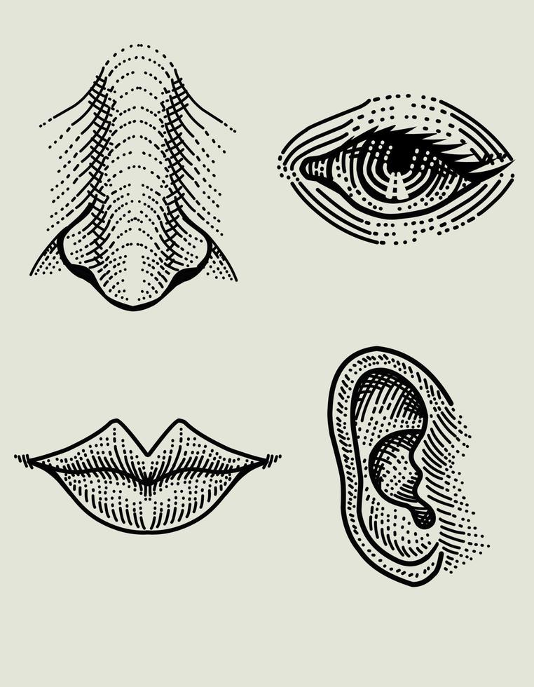 Abbildung Vektor Gesicht Anatomie Teil mit Gravur Zeichnung