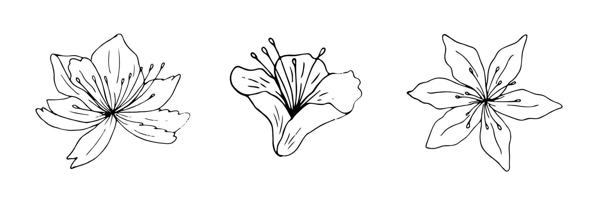 Satz von Lilienblume Strichzeichnungen. florales lineares Muster vektor