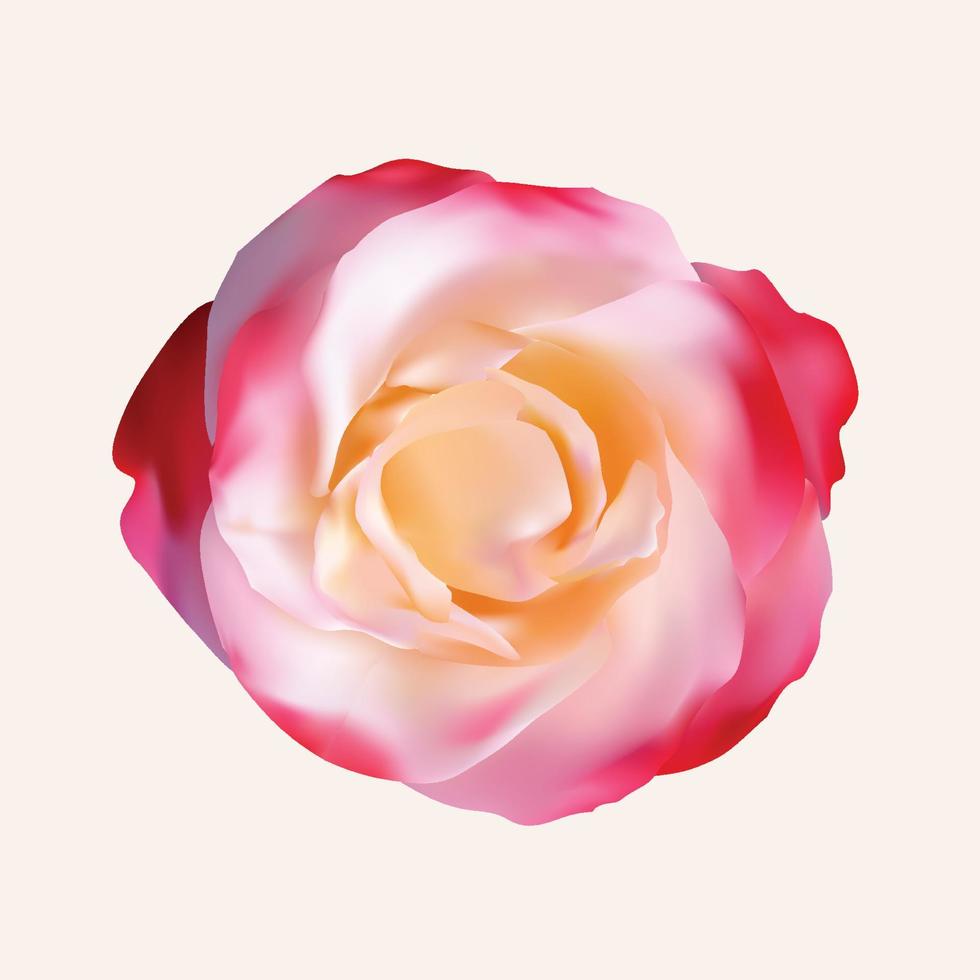 realistische vektorblume rosa weiße rose vektor