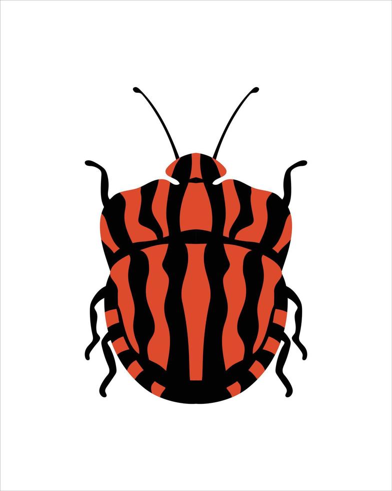 graphosoma italicum. platt vektorillustration av buggar. insekter och trädgård koncept animerade i färgglada tema. tecknad illustration av naturen isolerad på vit bakgrund. vektor
