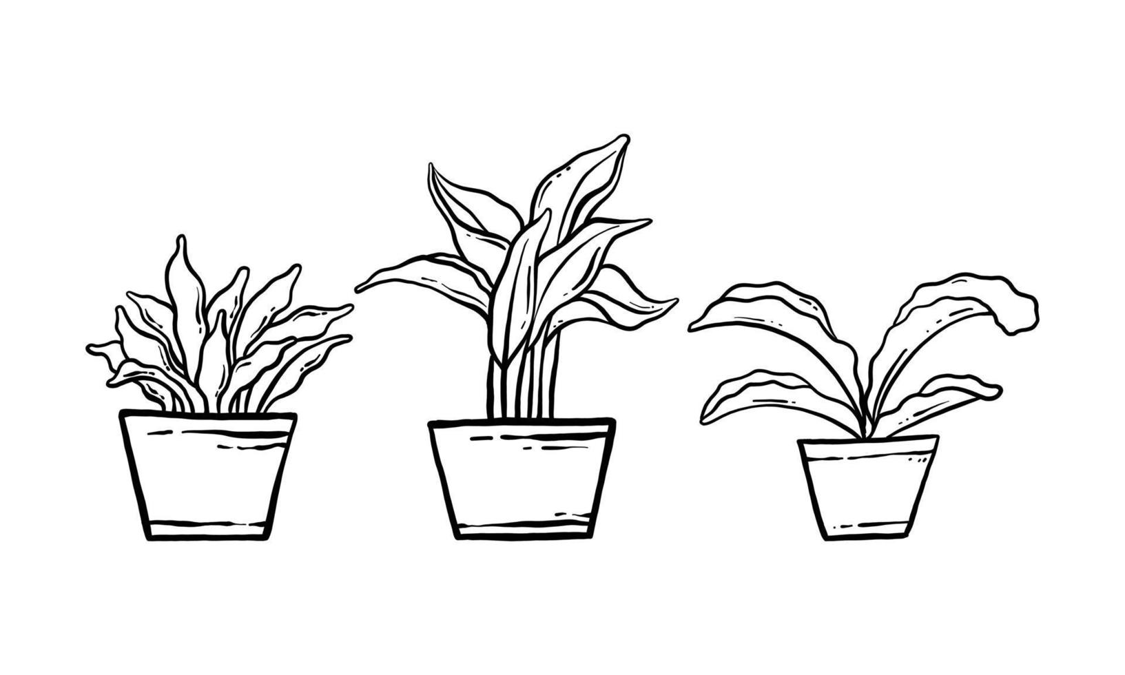 krukväxt handritad illustration. vektor linjekonst av krukväxt hem växt samling set. blommig växt isolerad på vit bakgrund.