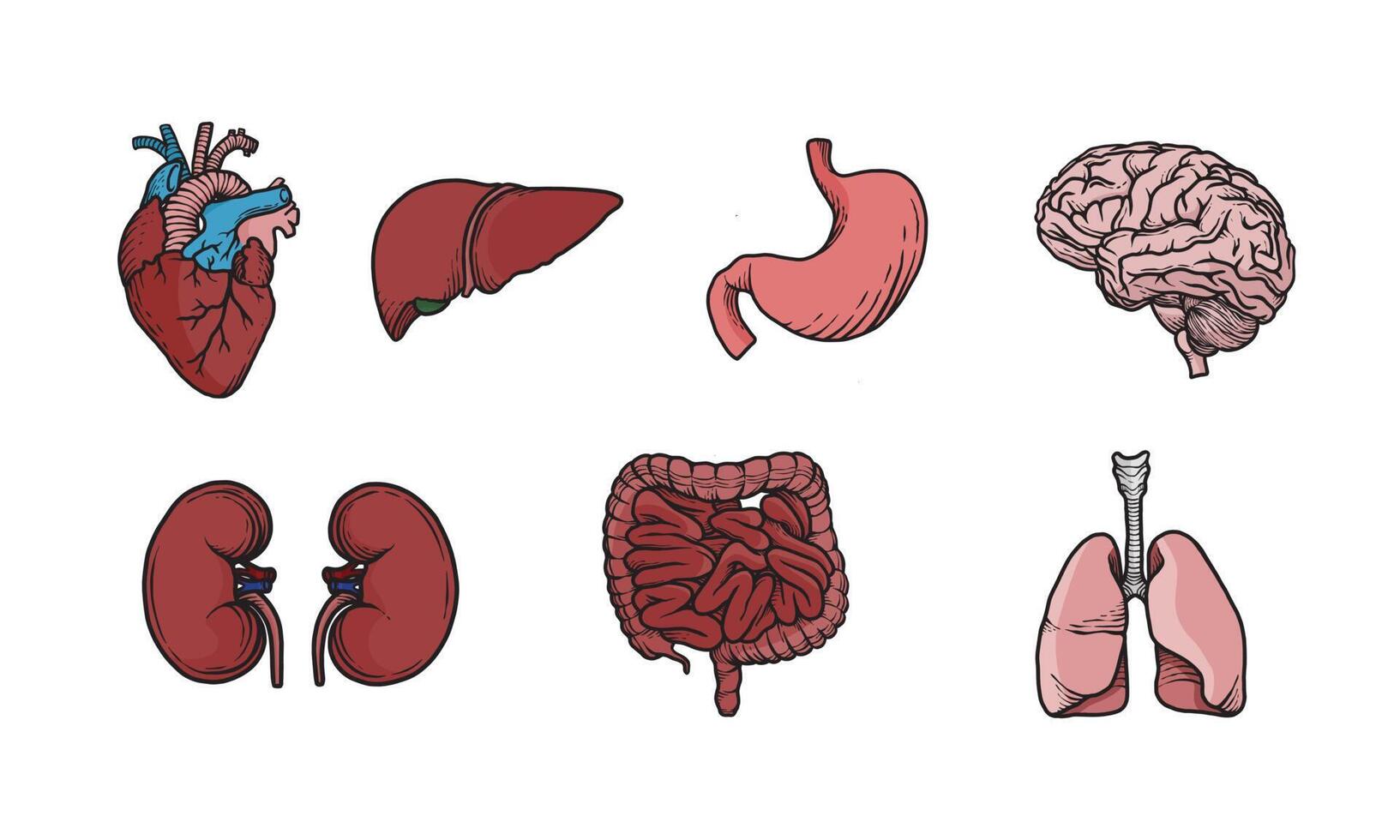 uppsättning färgade mänskliga organ illustration. enkel men pedagogisk vektorgrafik av den inre människokroppens anatomi. biologisk illustration för medicinsk och hälsodesign. vektor