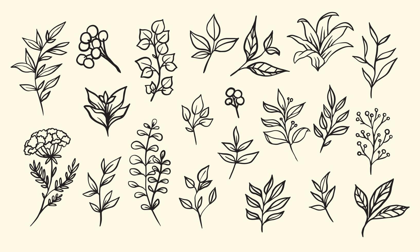 Satz von handgezeichneten Blattvektorillustrationen, isolierte grafische Elemente der Blume lineart für Ihr Design, florale Lineart für klassisches Design vektor