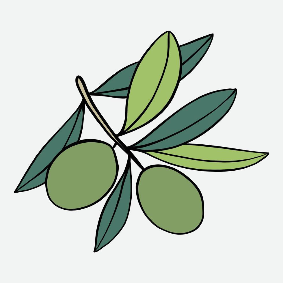 doodle frihandsskissritning av olivfrukt. vektor