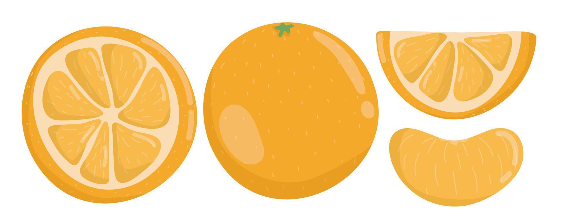 uppsättning av mogna apelsiner, apelsin frukt skiva vektor