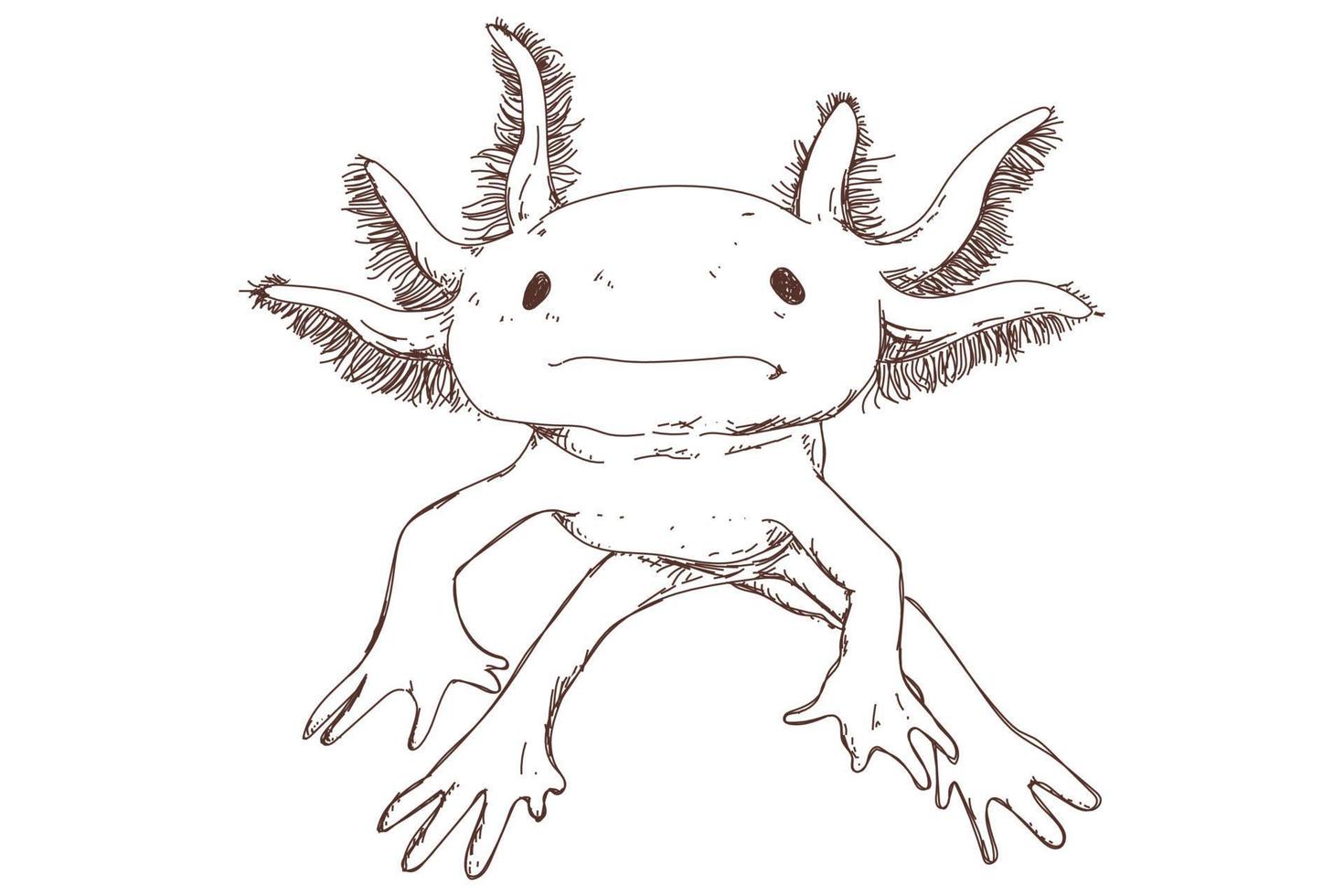 söt axolotl skiss, vintage gravyr, handritad vektor