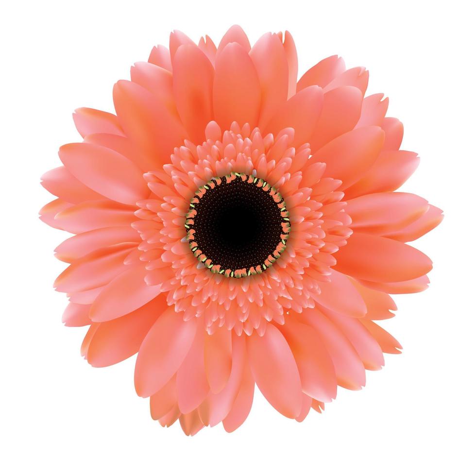 gerbera blomma isolerad på vit bakgrund vektorillustration vektor