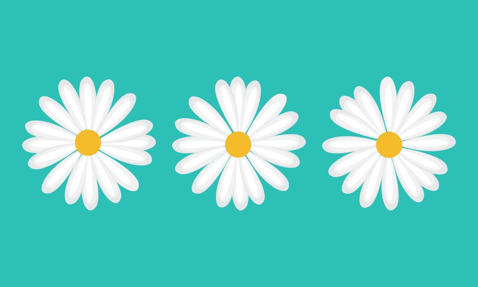 Blumen Daisy Kamille-Vektor-Illustration auf weißem Hintergrund. kreatives Symbol. vektor