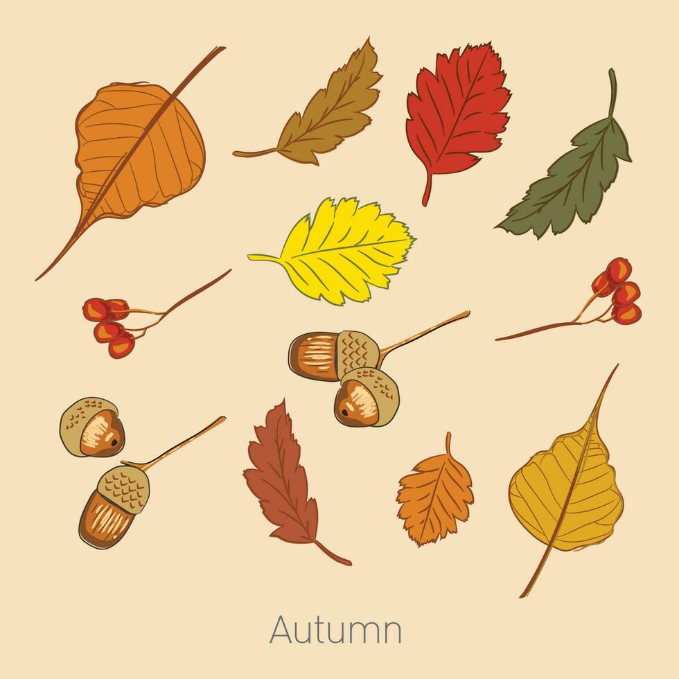 die Blätter verfärben sich und fallen im Herbst. vektor