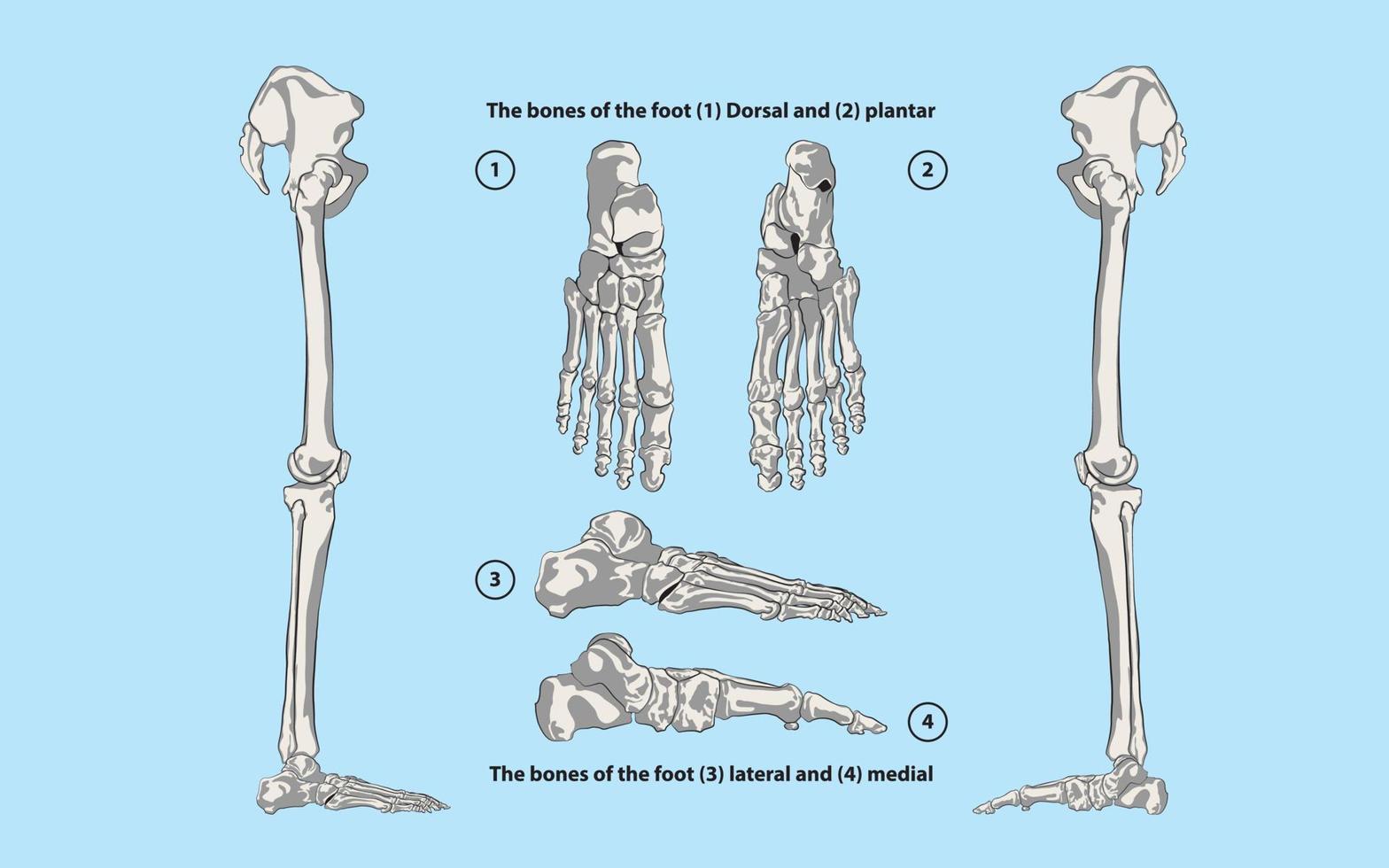 die Knochen des Fußes vektor