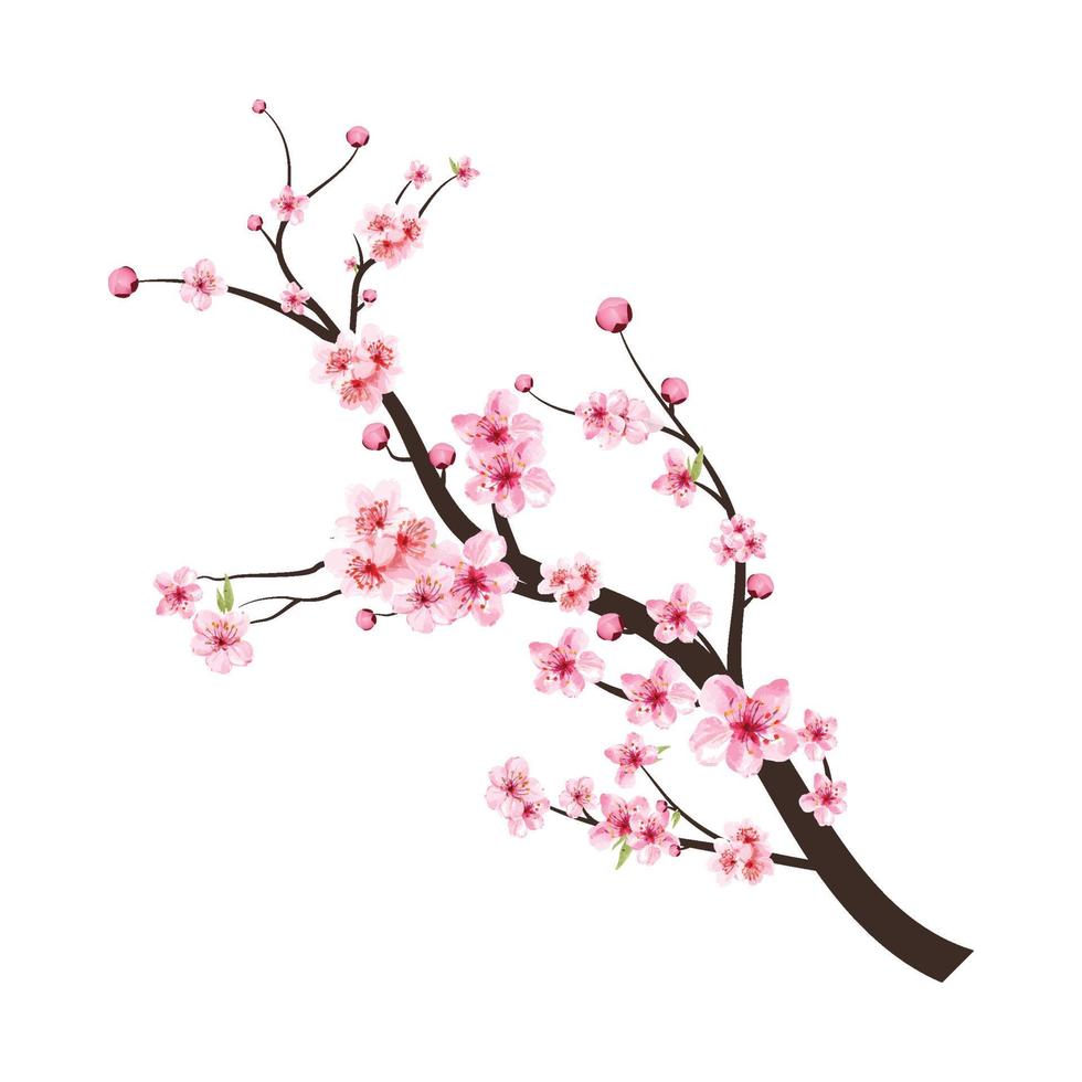Kirschblüte auf weißem Hintergrund. Aquarell Kirschblütenvektor. rosa Sakura-Blumenhintergrund. blühender Vektor der Kirschblütenblume. Kirschblütenzweig mit Sakura-Blume. Aquarell Kirschknospe.