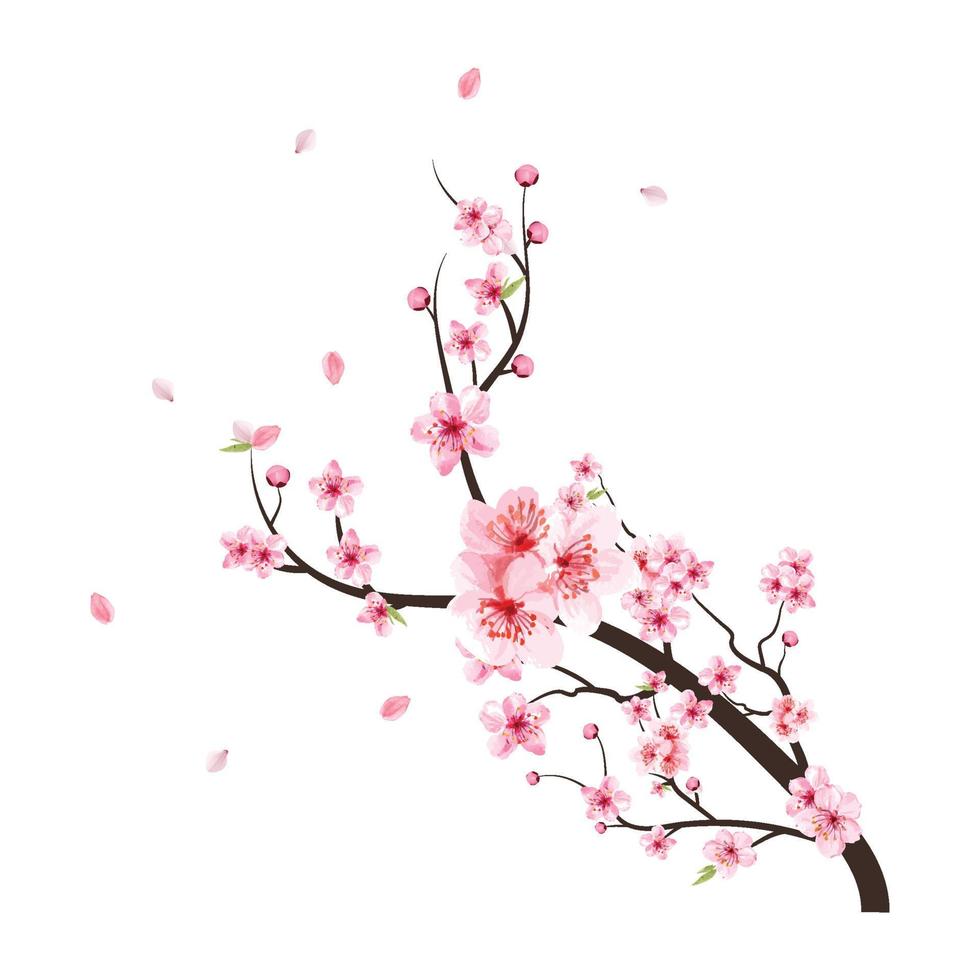 Aquarell Kirschblütenvektor. rosa Sakura-Blumenhintergrund. blühender Vektor der Kirschblütenblume. Kirschblütenzweig mit Sakura. Aquarell Kirschknospe fällt. Kirschblüte auf weißem Hintergrund.