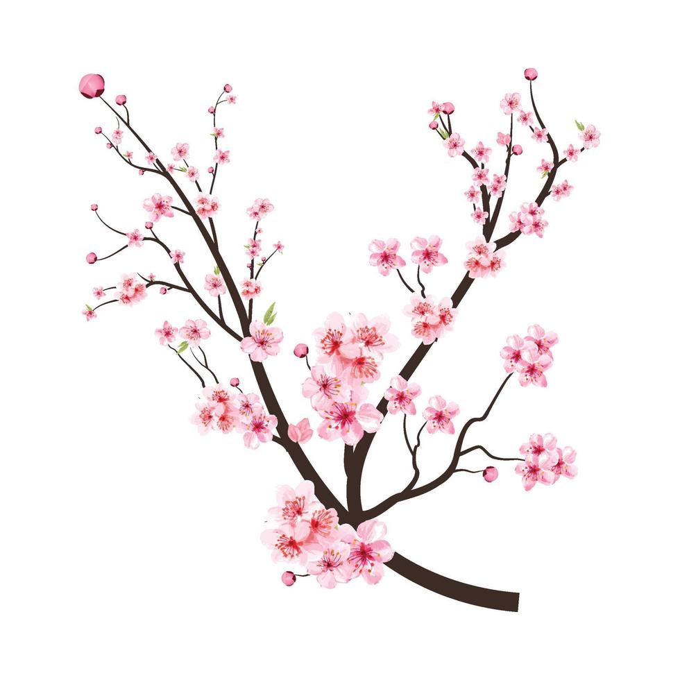 Kirschblütenzweig mit rosa blühenden Blumen. Sakura-Zweigvektor auf weißem Hintergrund. Kirschblüte mit rosa Aquarell Sakura-Blume. realistischer aquarell sakura blumenvektor. vektor