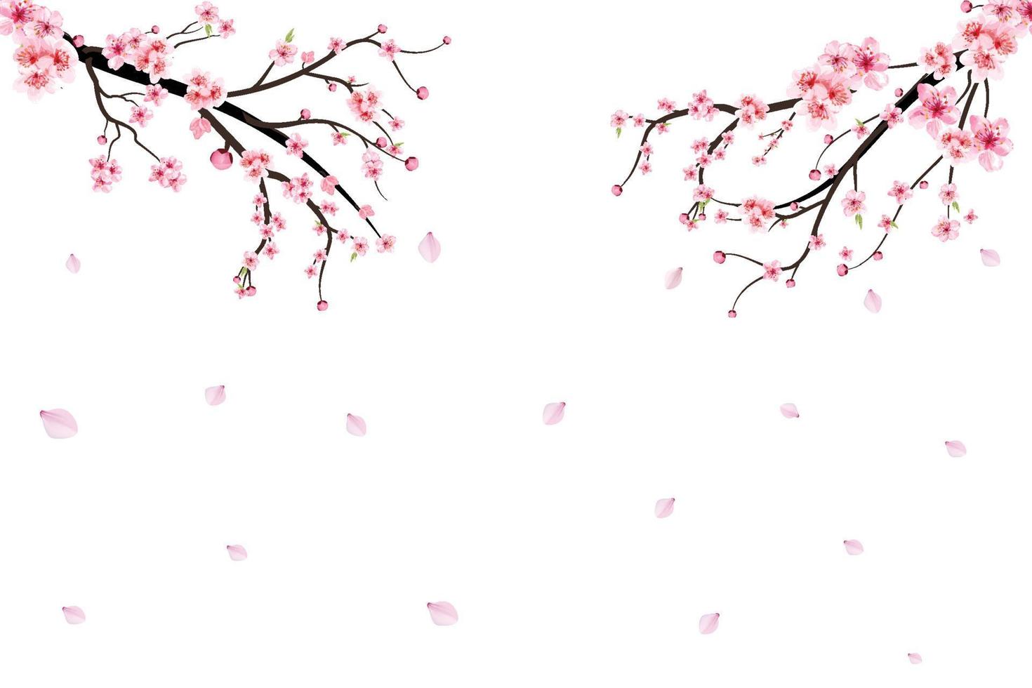 realistischer aquarellkirschblumenvektor. Kirschblütenzweig mit blühender Sakura-Blume. Kirschblütenzweig mit Sakura. Aquarell Blume. Sakura-Zweigvektor auf weißem Hintergrund. vektor