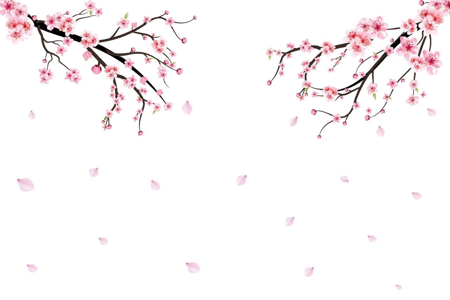 realistisk akvarell körsbärsblomma vektor. körsbärsblomningsgren med blommande sakurablomma. körsbärsblomsgren med sakura. akvarell blomma. sakura gren vektor på vit bakgrund.