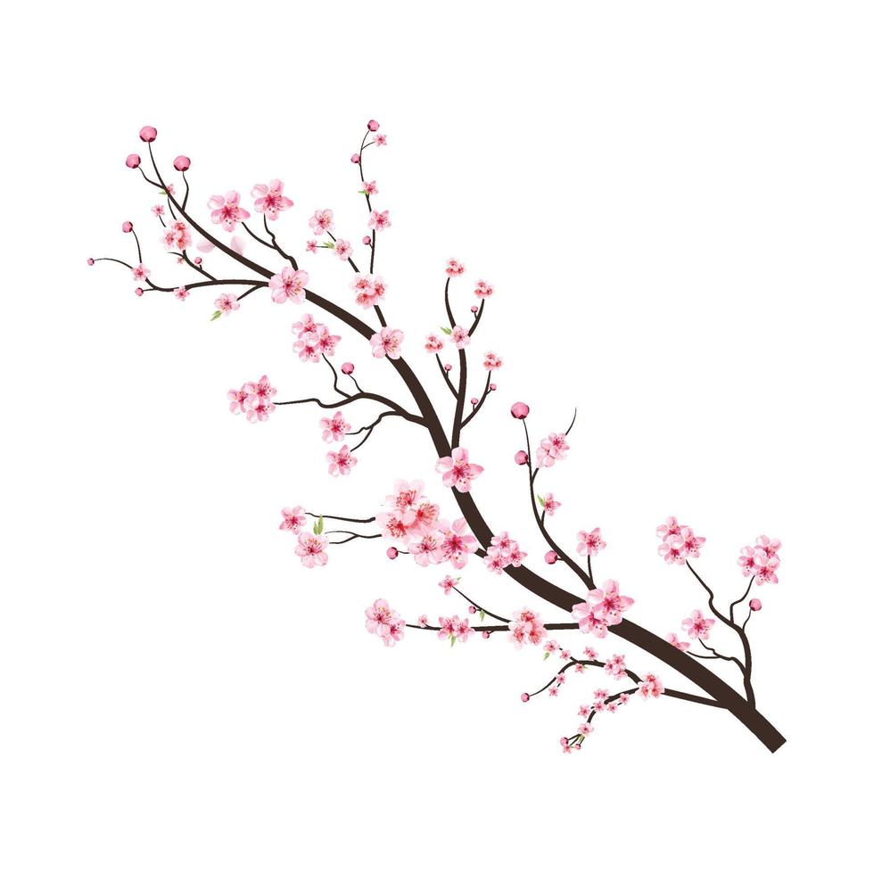 körsbärsblomning trädgren med sakura blomma. rosa sakura blomma bakgrund. sakura på vit bakgrund. akvarell körsbär knopp. akvarell körsbärsblom. cherry blossom blomma blommande vektor. vektor