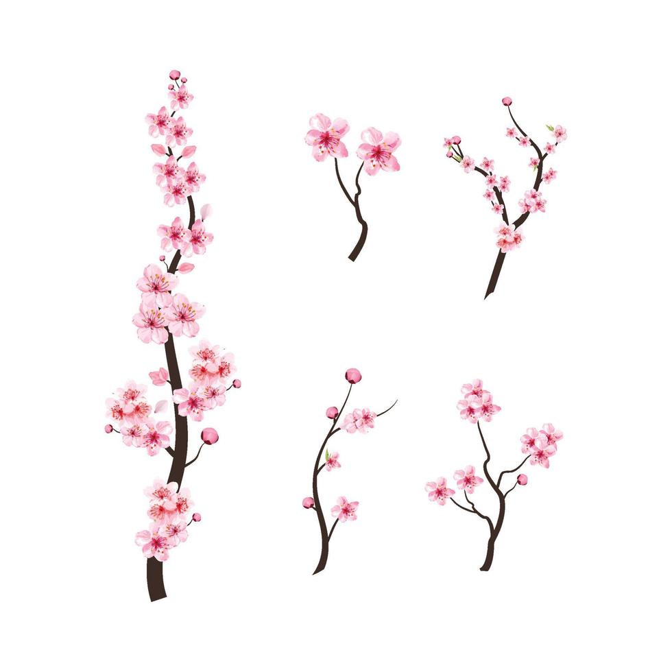 realistischer aquarellkirschblumenvektor. Kirschblütenzweig mit blühender Sakura-Blume. Sakura-Zweigvektor auf weißem Hintergrund. Kirschblüte mit Aquarell Sakura-Blume. Blüte Blume. vektor