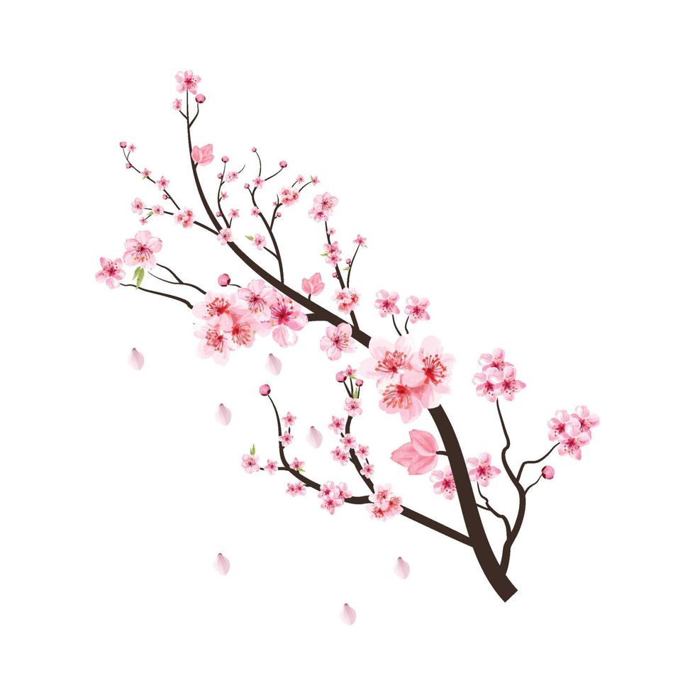 Kirschblütenzweig mit blühender rosa Sakura-Blume. Kirschzweigvektor auf weißem Hintergrund. realistischer aquarellkirschblumenvektor. Sakura-Blütenzweig mit rosa Blume. Aquarell Blume. vektor