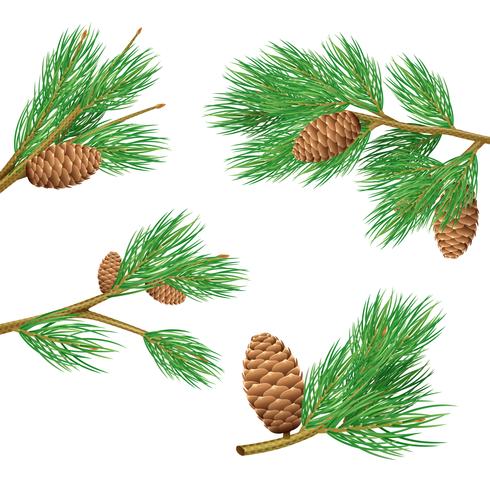 Pine Branches Set vektor