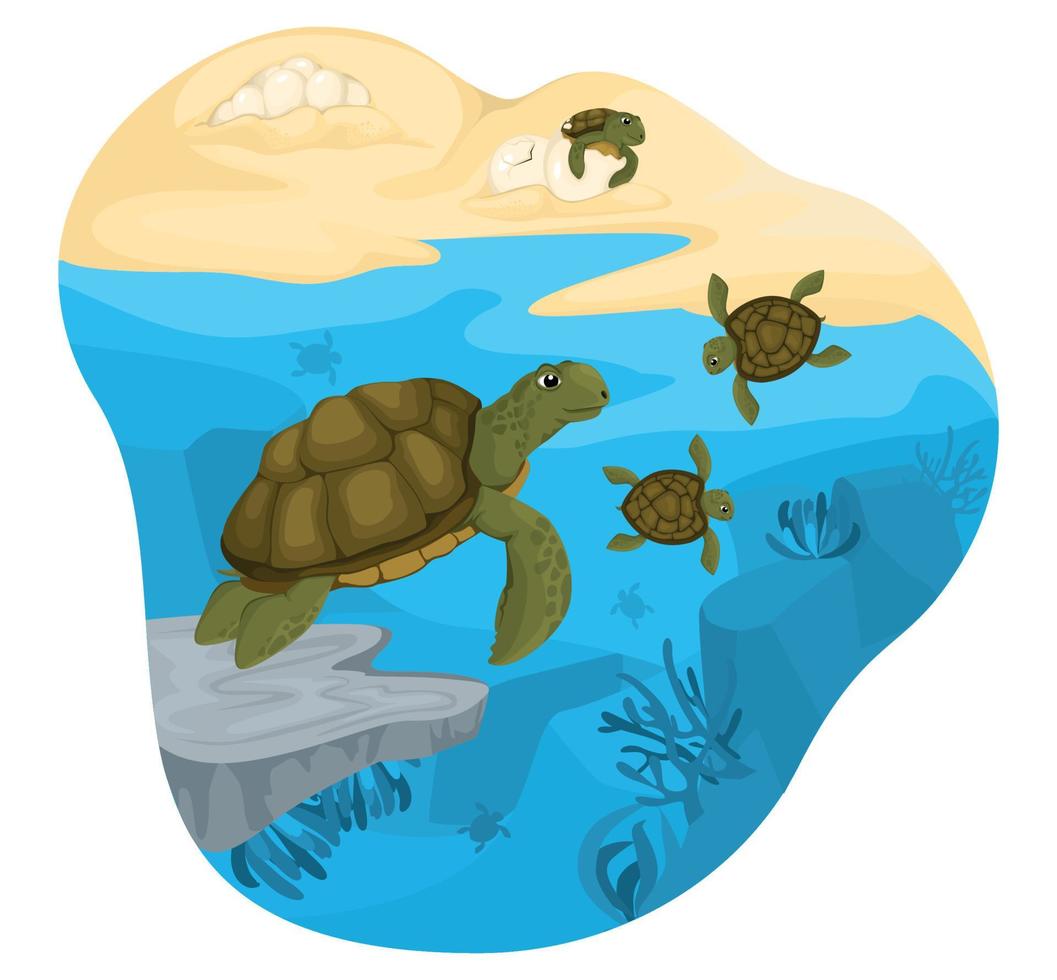 Zusammensetzung des Schildkrötenlebenszyklus vektor