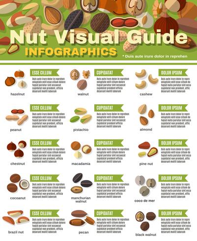 Muttern Infografiken Set vektor