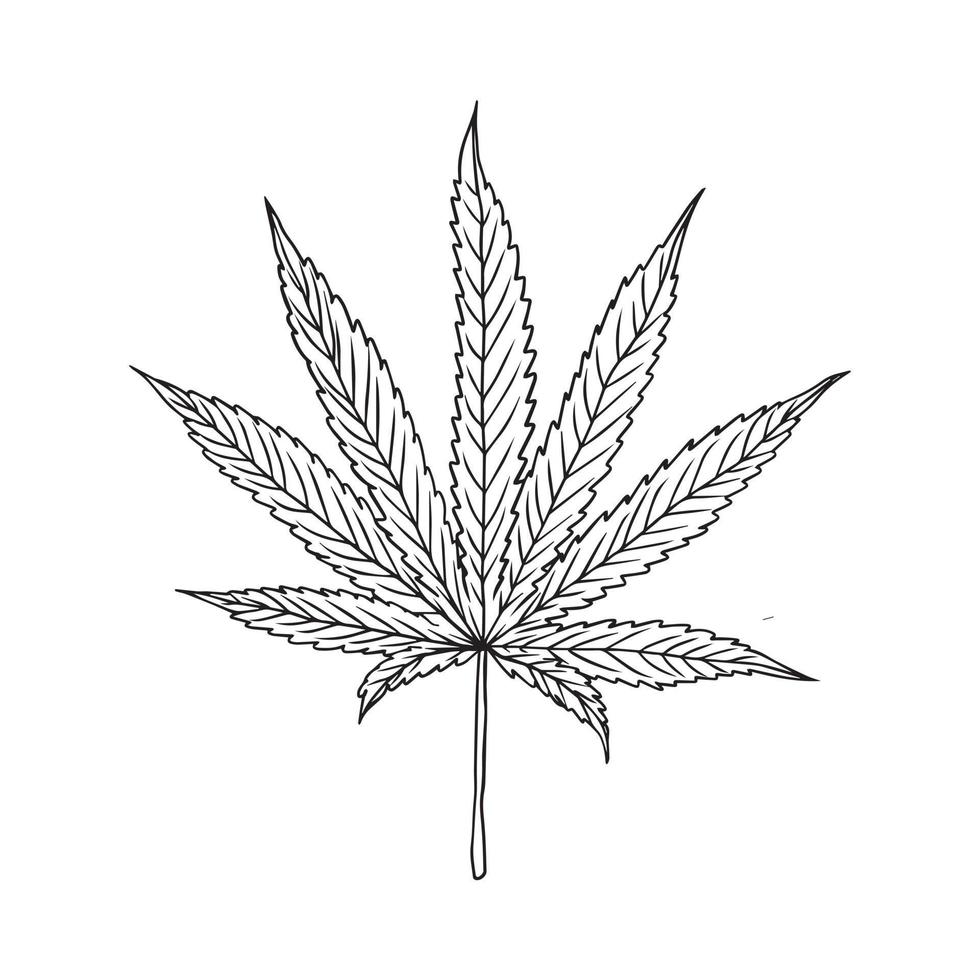 en cannabis. en marijuana blad vektorillustration. ofärgad handritad av ett hampablad grafiskt element. blad kontur illustration på vit bakgrund. vektor