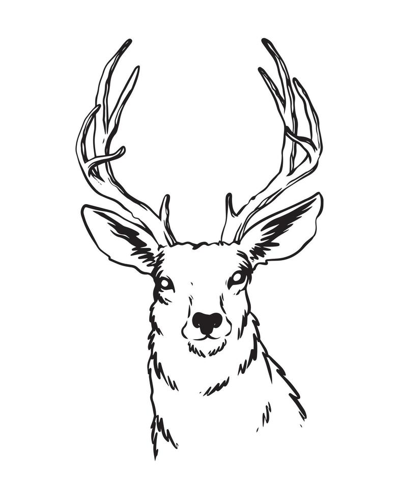 en handritad illustration av rådjuren med starka horn. ett rådjur från framsidan. en tecknad teckning av vilda djur med detaljer. vektor