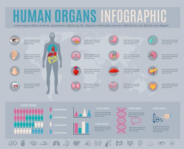 Mänskliga organens infografiska uppsättning vektor