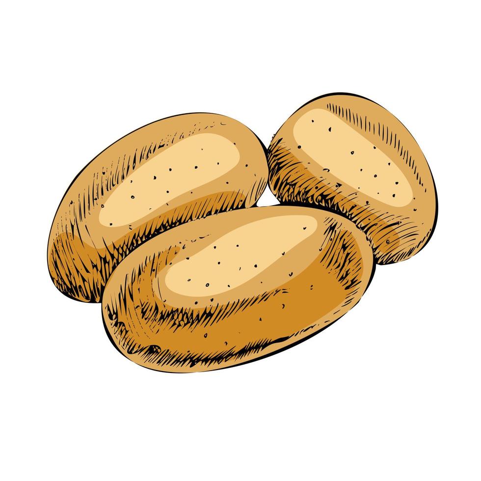 vektor handritad grönsaksillustration. detaljerad retrostil potatis skiss. vintage skisselement för etiketter, förpackningar och kortdesign.