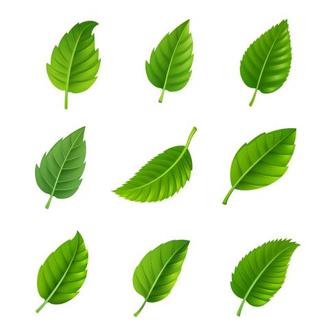 Gröna blad dekorativa uppsättning vektor