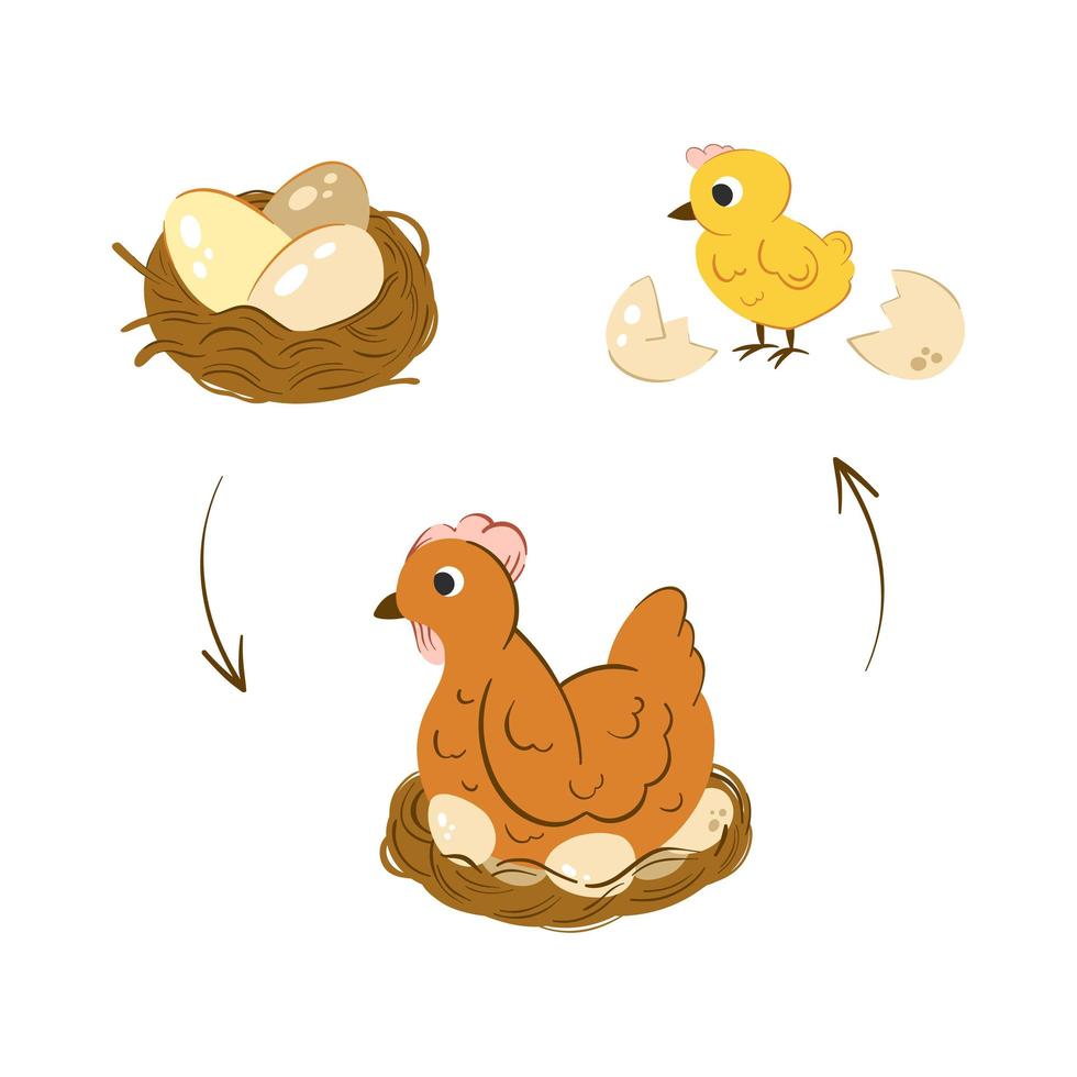 Huhn Luke Bühne Vektor-Illustration. pur mit Hühnereiern. Neugeborenes gelbes süßes Huhn. Entwicklung vom Ei zum Huhn vektor
