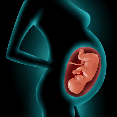 Silhuett av gravid kvinna med fetus i livmodern vektor