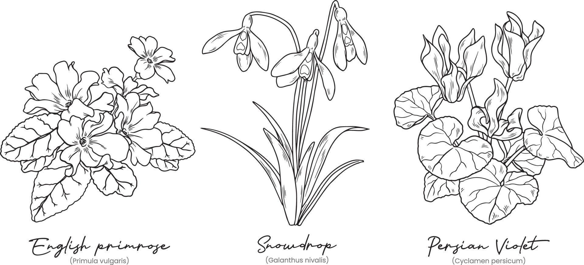 uppsättning handritade vinterblommor vektor