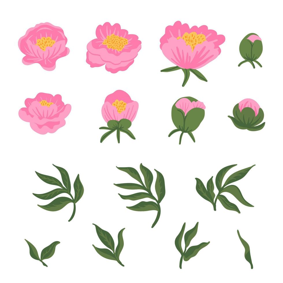 samling av löv, knoppar, blommor rosa pioner. uppsättning av blommiga element isolerade på vitt. handritad botanisk vektorillustration för bröllopsinbjudan, mönster, tapeter, tyg, inslagning vektor