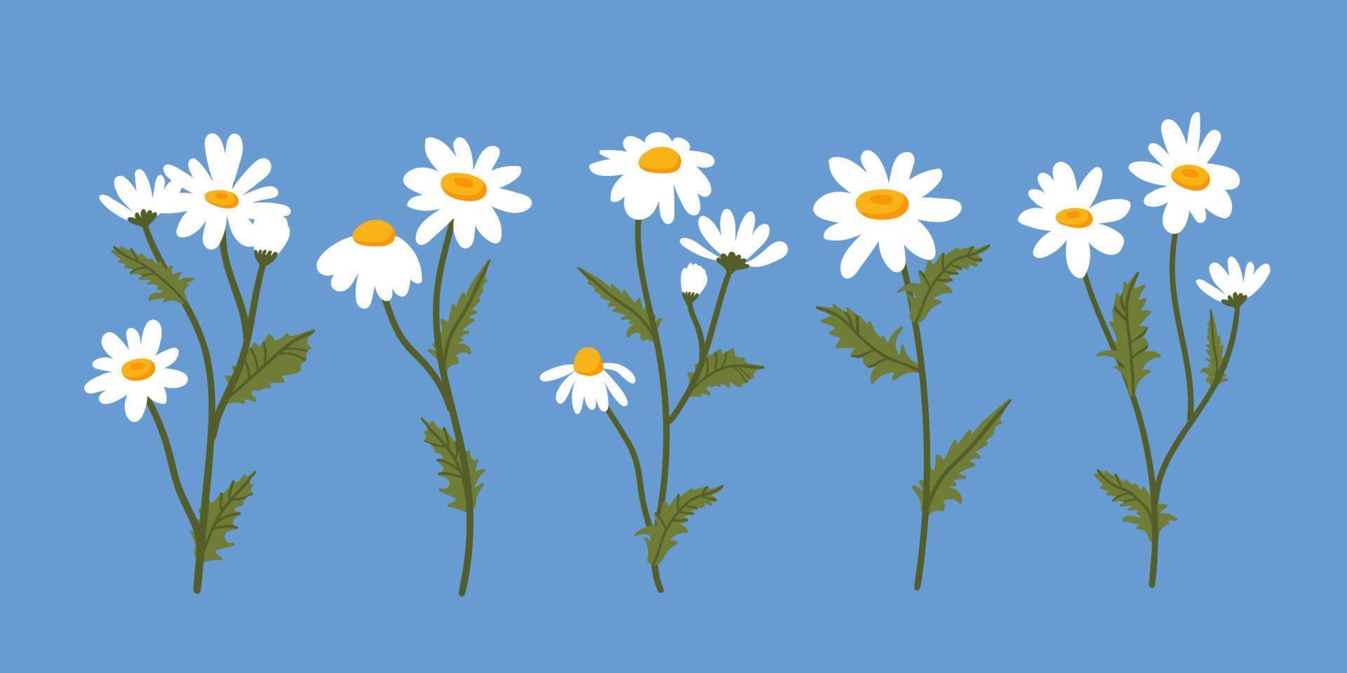 kamomill set vektorillustration. samling av vita sommarprästkrageblommor, blomställningar, knoppar och löv isolerade. vektor