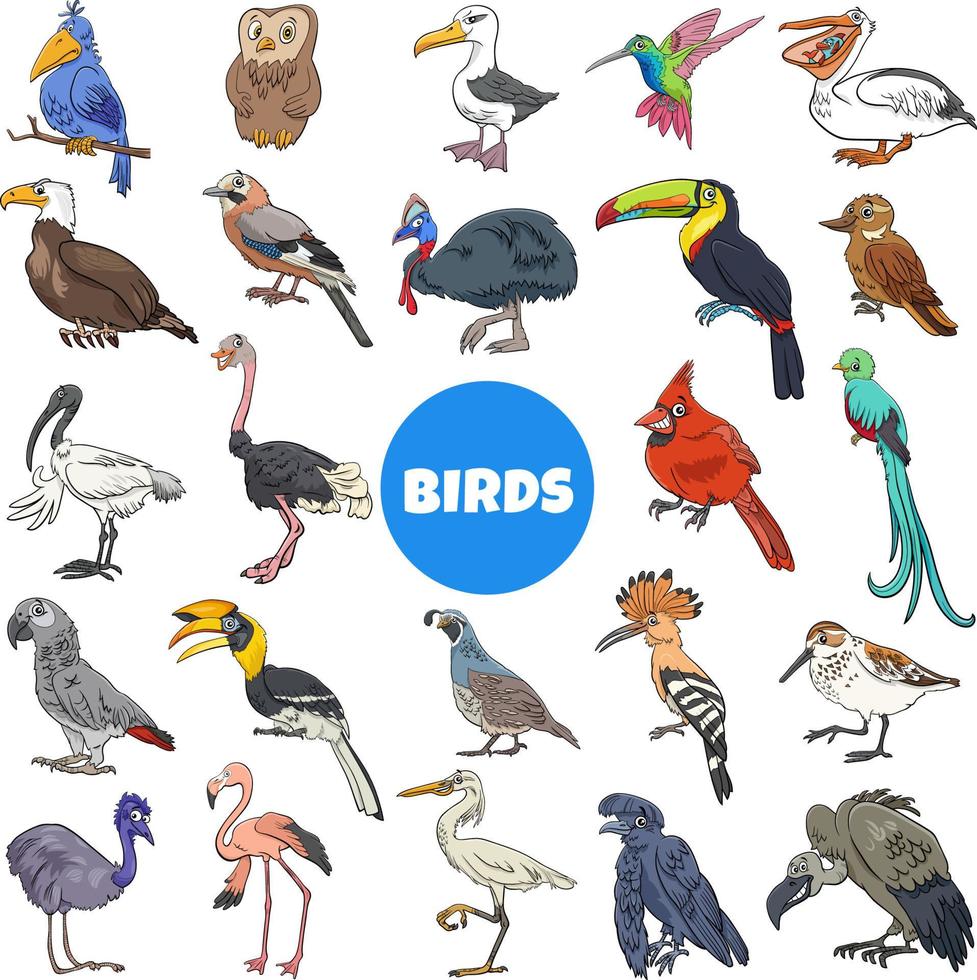 tecknade fåglar arter djur karaktärer stor uppsättning vektor
