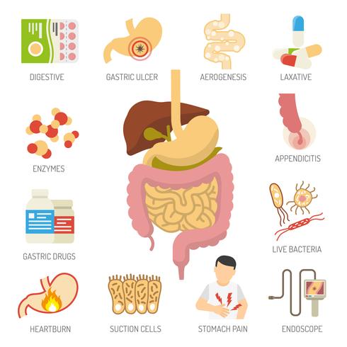 Digestive System Icons Set vektor