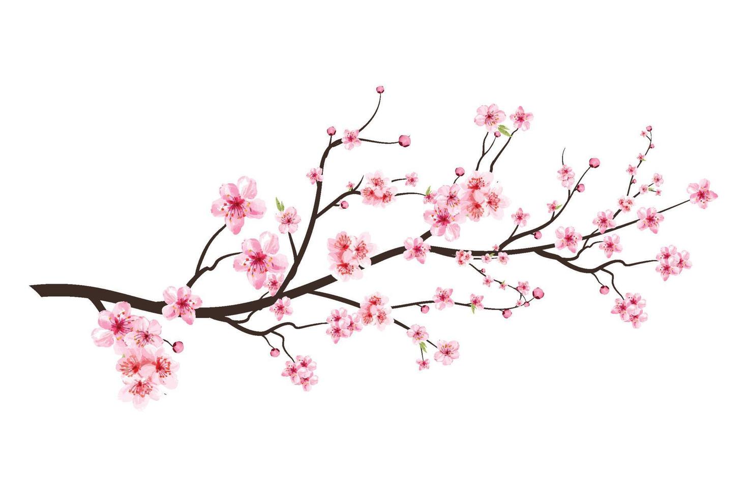 realistischer kirschblütenzweig. Kirschblüte mit rosa Sakura-Blumenvektor. japanischer Kirschblütenvektor. Sakura-Zweig mit blühender Aquarellblume. rosa Aquarell Kirsche Blumenvektor. vektor