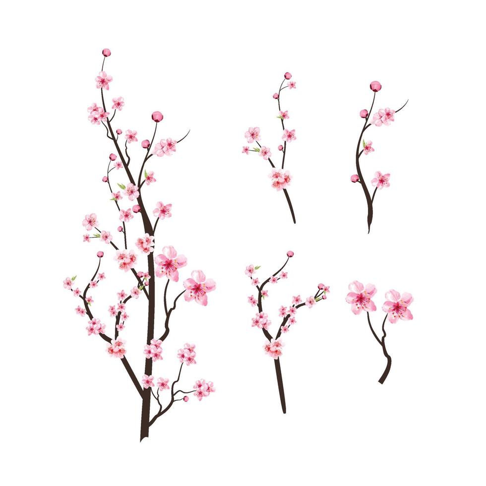 körsbärsblomning med akvarell blommande sakura. realistiska körsbärsblomsgrenelement. sakura blomma gren illustration. rosa akvarell körsbär blomma vektor. japansk körsbärsblomningsvektor. vektor
