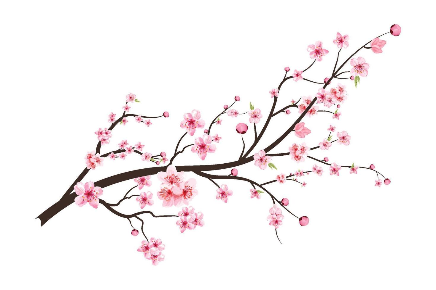 Kirschblüte mit blühender Aquarell-Sakura-Blume. realistischer Sakura-Blumenzweig. japanischer Kirschblütenvektor. Kirschblüte Zweig Vektor. Aquarell Kirschblütenillustration. vektor