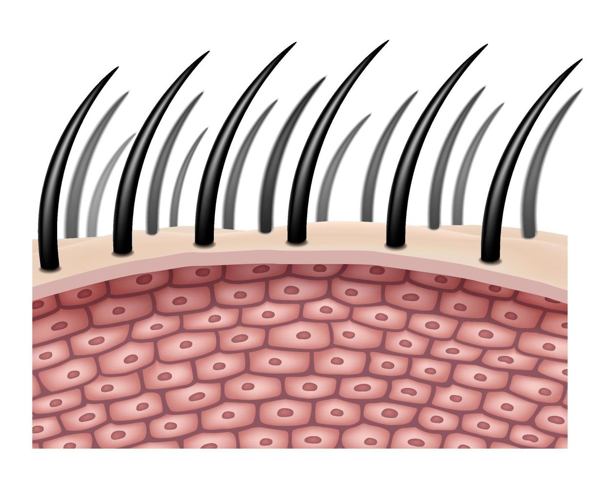 sidovyn förstorar hårcellerna eller hårsäckarna. för jämförelse i hårbehandling. realistisk fil. vektor