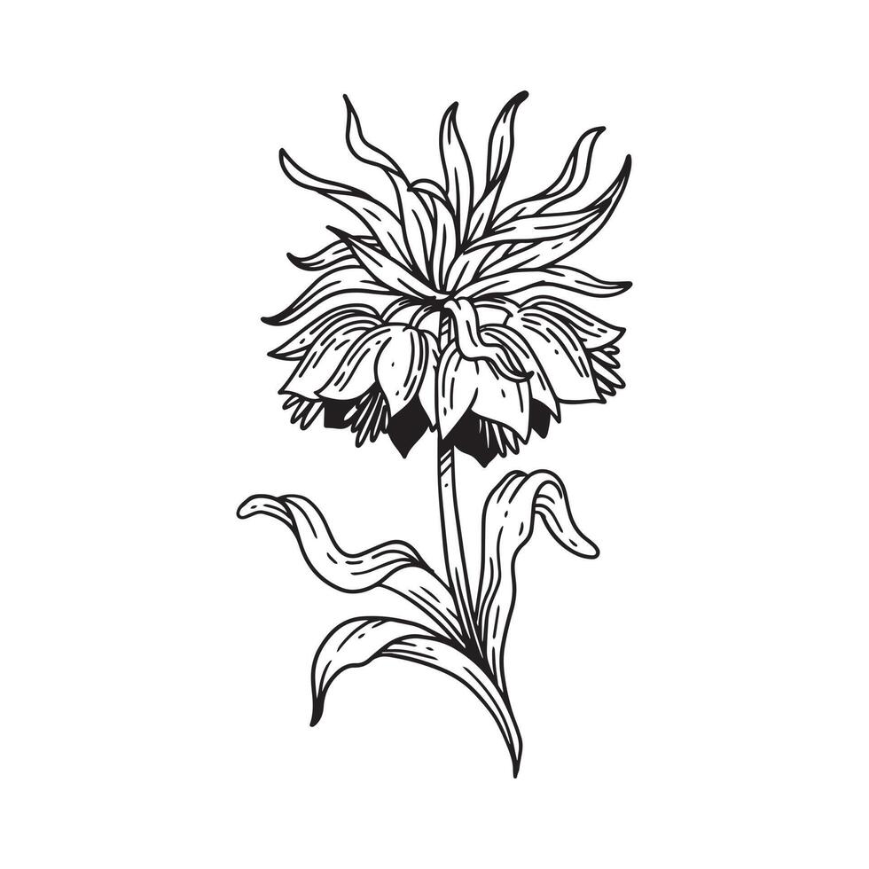 eine schöne Blume im Umrissstil illustriert. Blumenhand gezeichnete Illustrationssammlung für Blumenmuster. eine Elementdekoration für Hochzeitseinladungen, Grußkarten, Tätowierungen usw. vektor