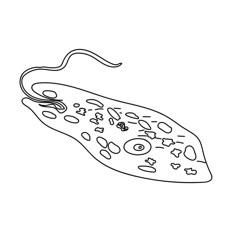 Euglena kontur vektorillustration, vetenskap utbildad konst vektor