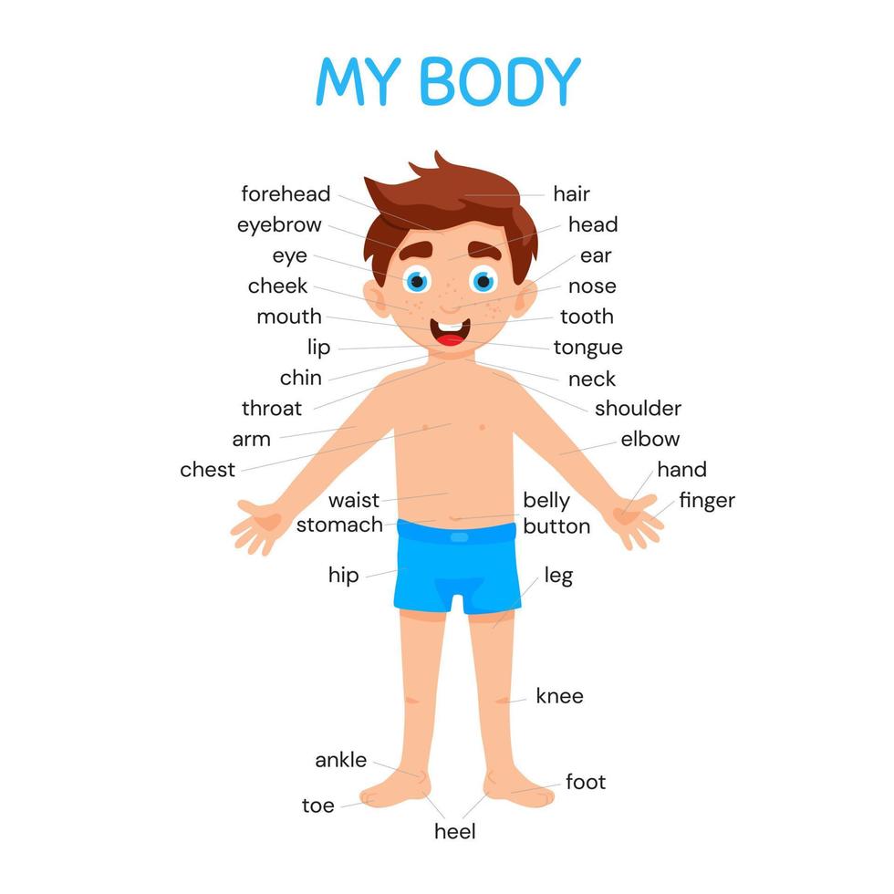 min kropp affisch med söt unge pojke visar hans kroppsdelar medicinsk anatomi diagram plakat eller affisch. vektor