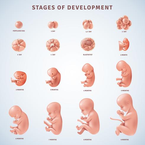 Stufen Menschliche Embryonalentwicklung vektor