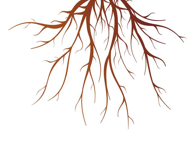 Tree Root Isolerad Illustration vektor